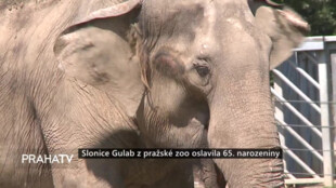 Slonice Gulab z pražské zoo oslavila 65. narozeniny