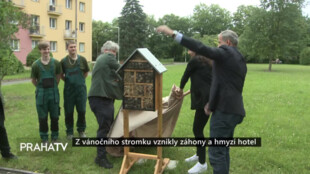 Z vánočního stromku vznikly záhony a hmyzí hotel