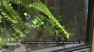 V Zoo Praha mohou návštěvníci vidět jedovaté žáby