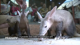 V pražské zoo měli hmyzožravci pré