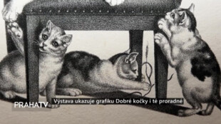 Výstava ukazuje grafiku Dobré kočky i té proradné