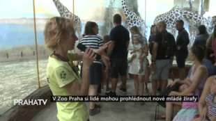 V Zoo Praha si lidé mohou prohlédnout nové mládě žirafy