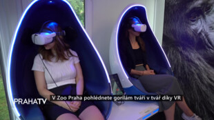 V Zoo Praha pohlédnete gorilám tváří v tvář díky VR