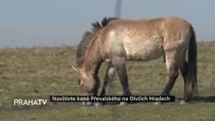 Navštivte koně Převalského na Dívčích hradech