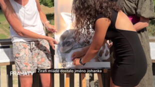 Žirafí mládě dostalo jméno Johanka