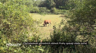 Čtyřiašedesát přírodních oblastí Prahy spásají stáda zvířat