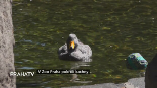 V Zoo Praha pokřtili kachny