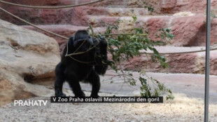 V Zoo Praha oslavili Mezinárodní den goril