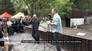 Trojice mláďat kapybary ze Zoo Praha už má svá jména