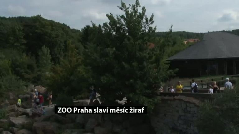 ZOO Praha slaví měsíc žiraf