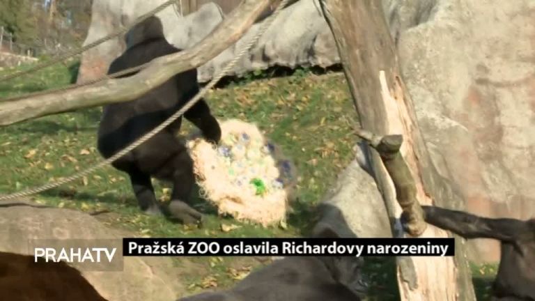 Pražská ZOO oslavila Richardovy narozeniny