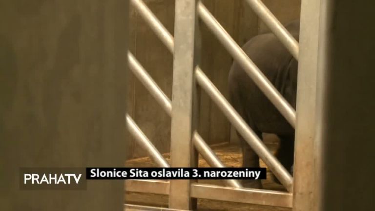 Slonice Sita oslavila 3. narozeniny