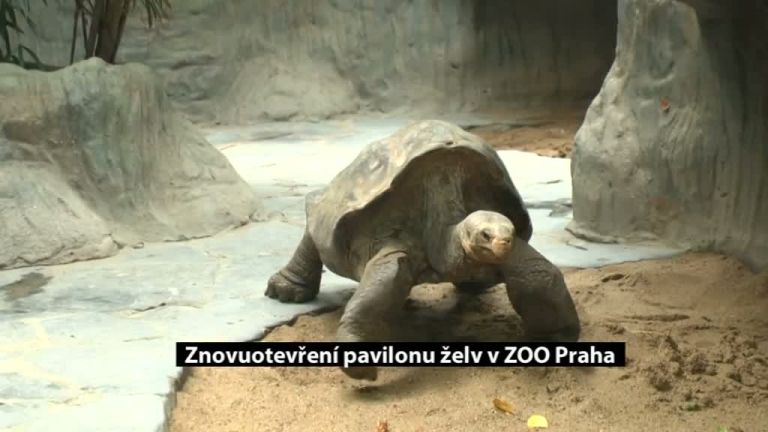Znovuotevření Pavilonu želv v ZOO Praha