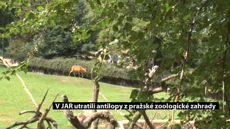 V JAR utratili antilopy z pražské zoologické zahrady