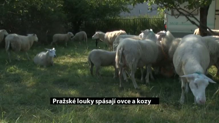 Pražské louky spásají ovce a kozy