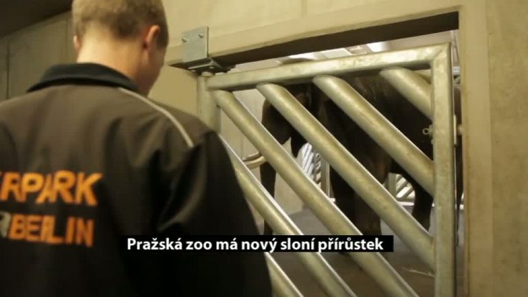 Pražská zoo má nový sloní přírůstek