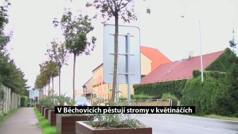 V Běchovicích pěstují stromy v květináčích