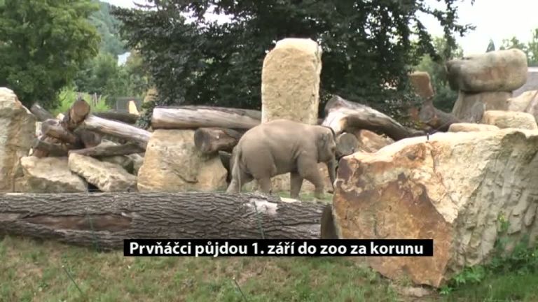 Prvňáčci půjdou 1. září do zoo za korunu