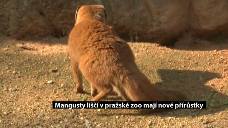 Mangusty liščí v pražské zoo mají nové přírůstky