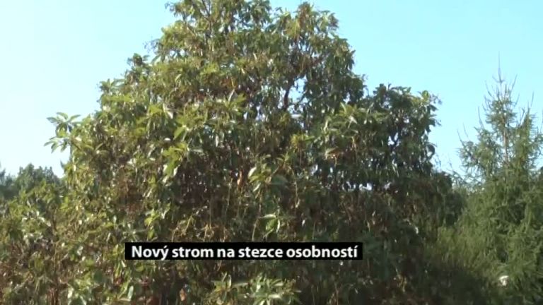 Nový strom na stezce osobností