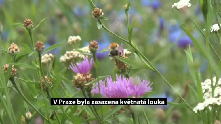 V Praze byla zasazena květnatá louka