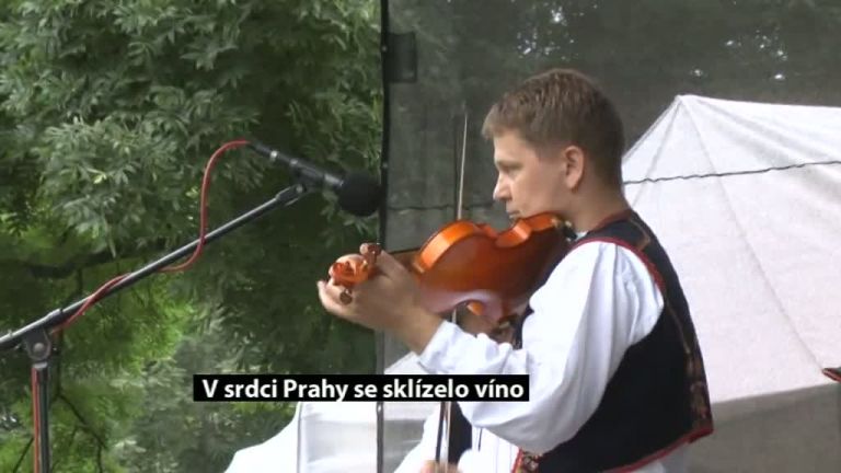 V srdci Prahy se sklízelo víno