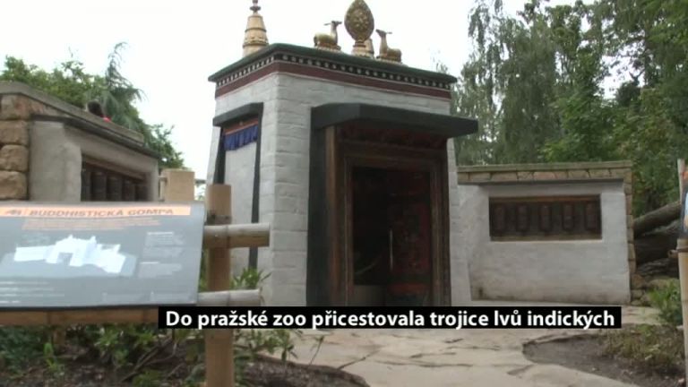 Do pražské zoo přicestovala trojice lvů indických