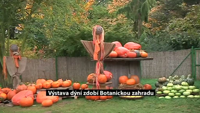 Výstava dýní zdobí Botanickou zahradu