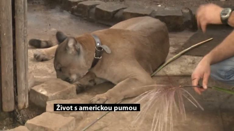 Život s americkou pumou