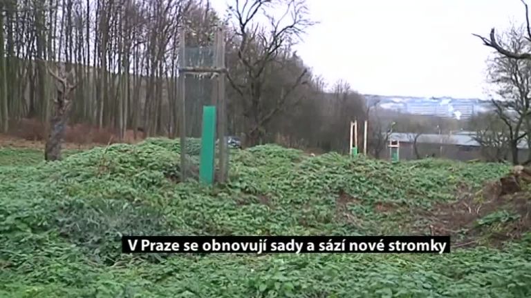 V Praze se obnovují sady a sází nové stromky