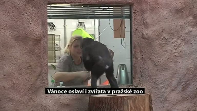 Vánoce oslaví i zvířata v pražské zoo