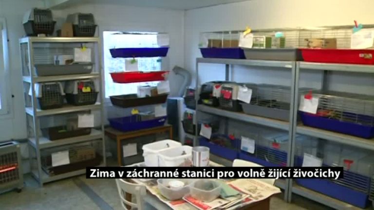 Zima v záchranné stanici pro volně žijící živočichy