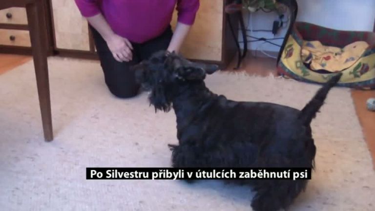 Po Silvestru přibyli v útulcích zaběhnutí psi