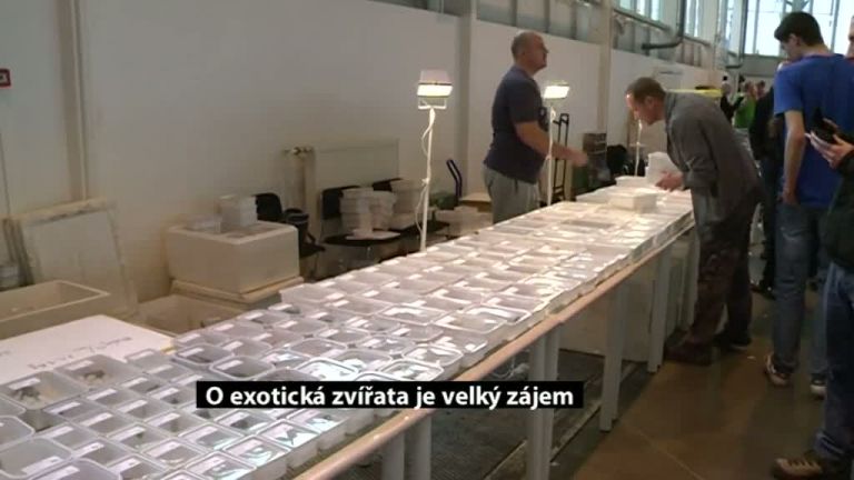O exotická zvířata je velký zájem