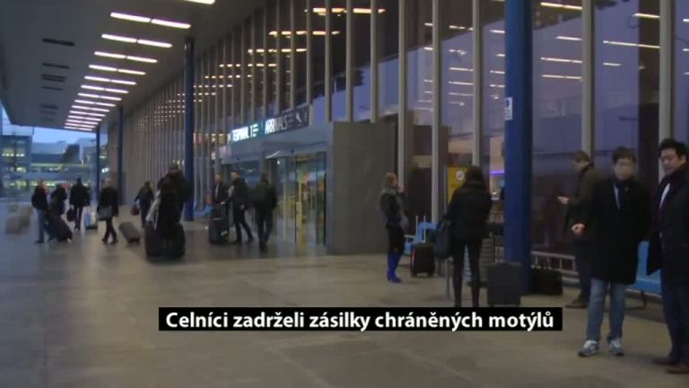 Celníci zadrželi zásilky chráněných motýlů