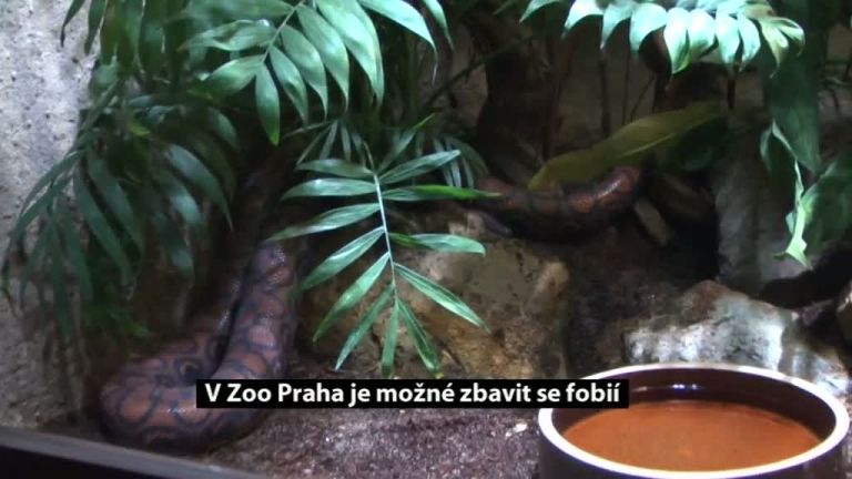 V Zoo Praha je možné zbavit se fobií