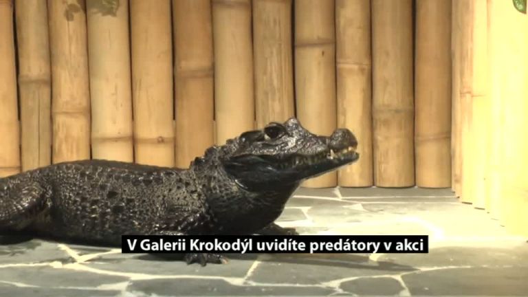 V Galerii Krokodýl uvidíte predátory v akci