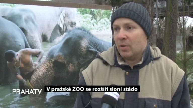 V pražské ZOO se rozšíří sloní stádo