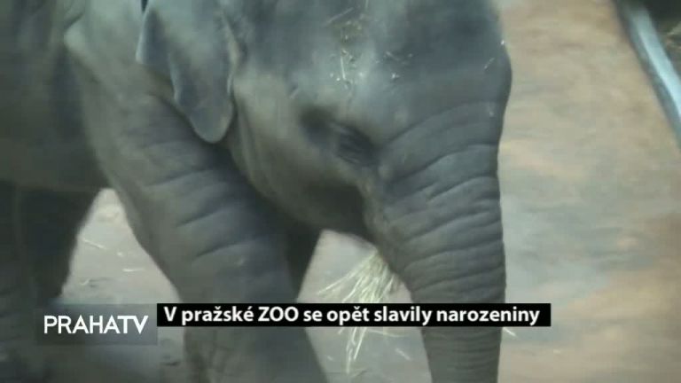 V pražské ZOO se opět slavily narozeniny