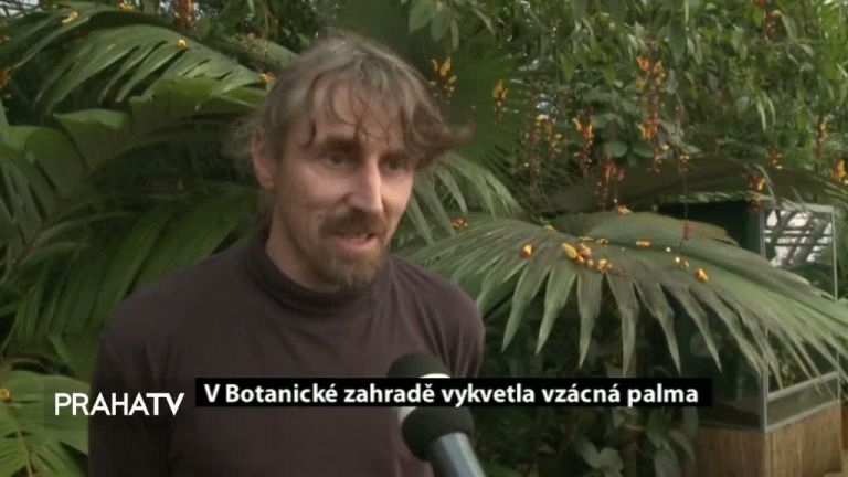 V Botanické zahradě vykvetla vzácná palma