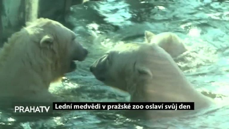 Lední medvědi v pražské zoo oslaví svůj den