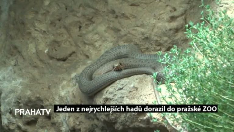 Jeden z nejrychlejších hadů dorazil do pražské ZOO