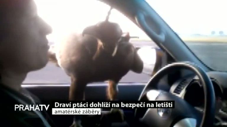 Draví ptáci dohlíží na bezpečí na letišti