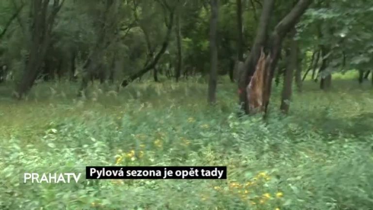 Letošní pylová sezóna přišla s předstihem