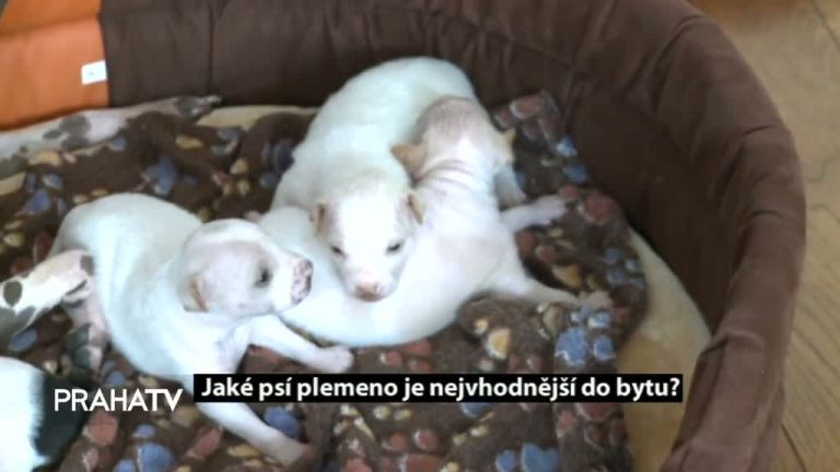 Jaké psí plemeno je nejvhodnější do bytu?