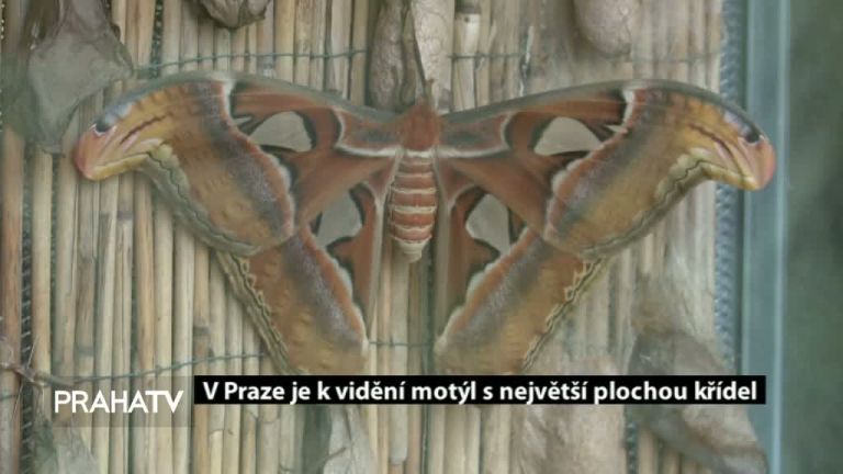 V Praze je k vidění motýl s největší plochou křídel