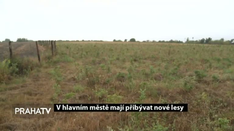 V hlavním městě mají příbývat nové lesy