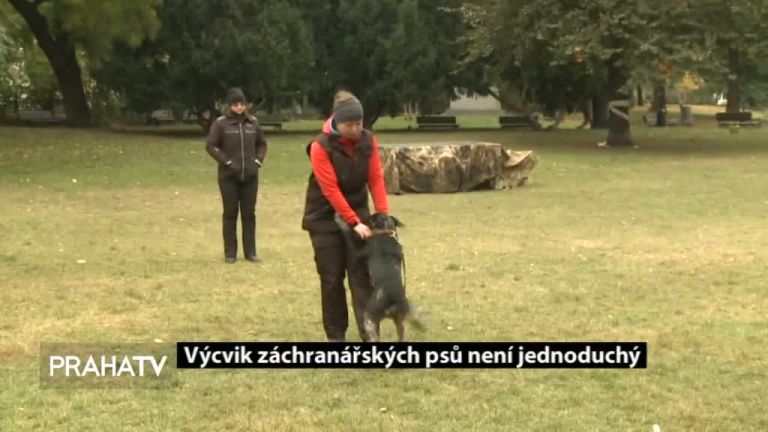 Záchranářští psi jsou očima hasičů