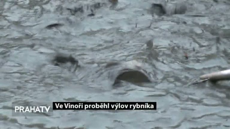 Ve Vinoři proběhl výlov rybníka