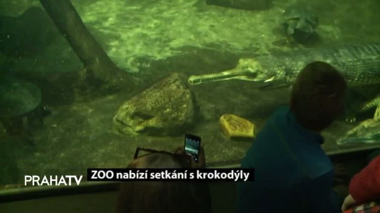 ZOO nabízí setkání s krokodýly